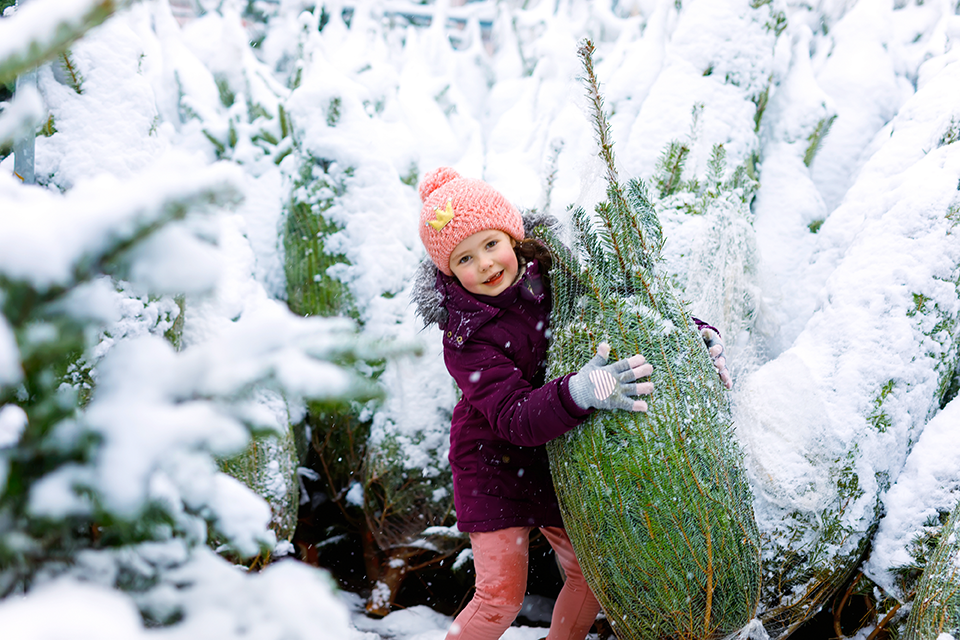 Weihnachtsbaumplantage in Wilhelmsdorf bei Pößneck